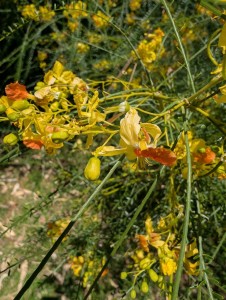 PXL_20241208_155040567.jpg