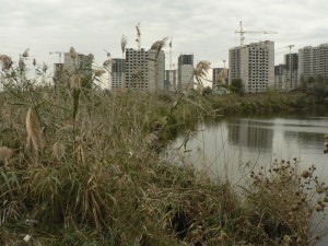 P1100864.JPG