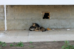 IMG_2871.jpg