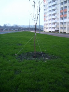 IMGP7518.jpg