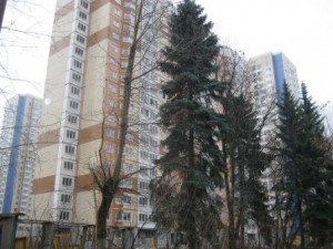Голубые ели и пили.jpg