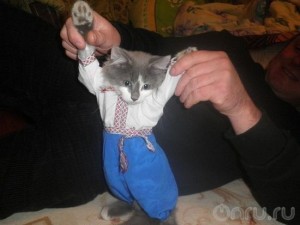 Незалежный дресс-кот.jpg