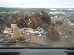 Свалка в Усть-Большерецке (Камчатка).jpg