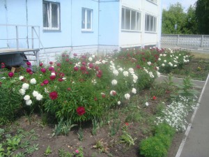 Клумба 1б [].JPG