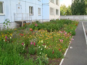 Клумба 1 [].JPG