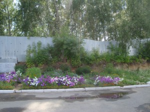 Клумба 2 [].JPG