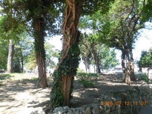 DSCN6082.JPG