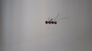 20170313_134217.jpg